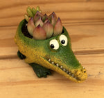 Baby Alligator