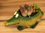 Baby Alligator