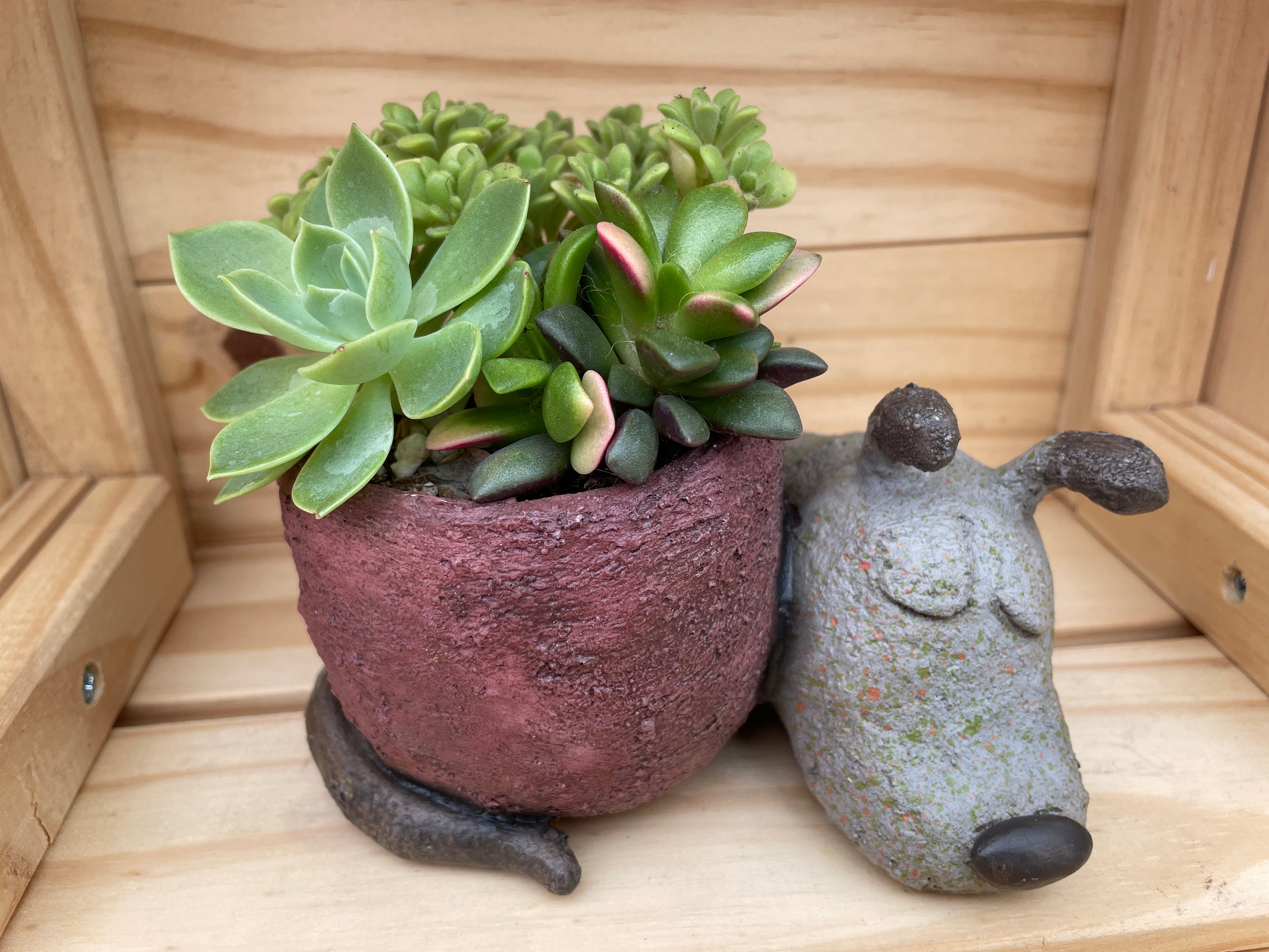 "Sleepy Dog" with ASSORTED Succulents (Large)