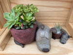 "Sleepy Dog" with ASSORTED Succulents (Large)