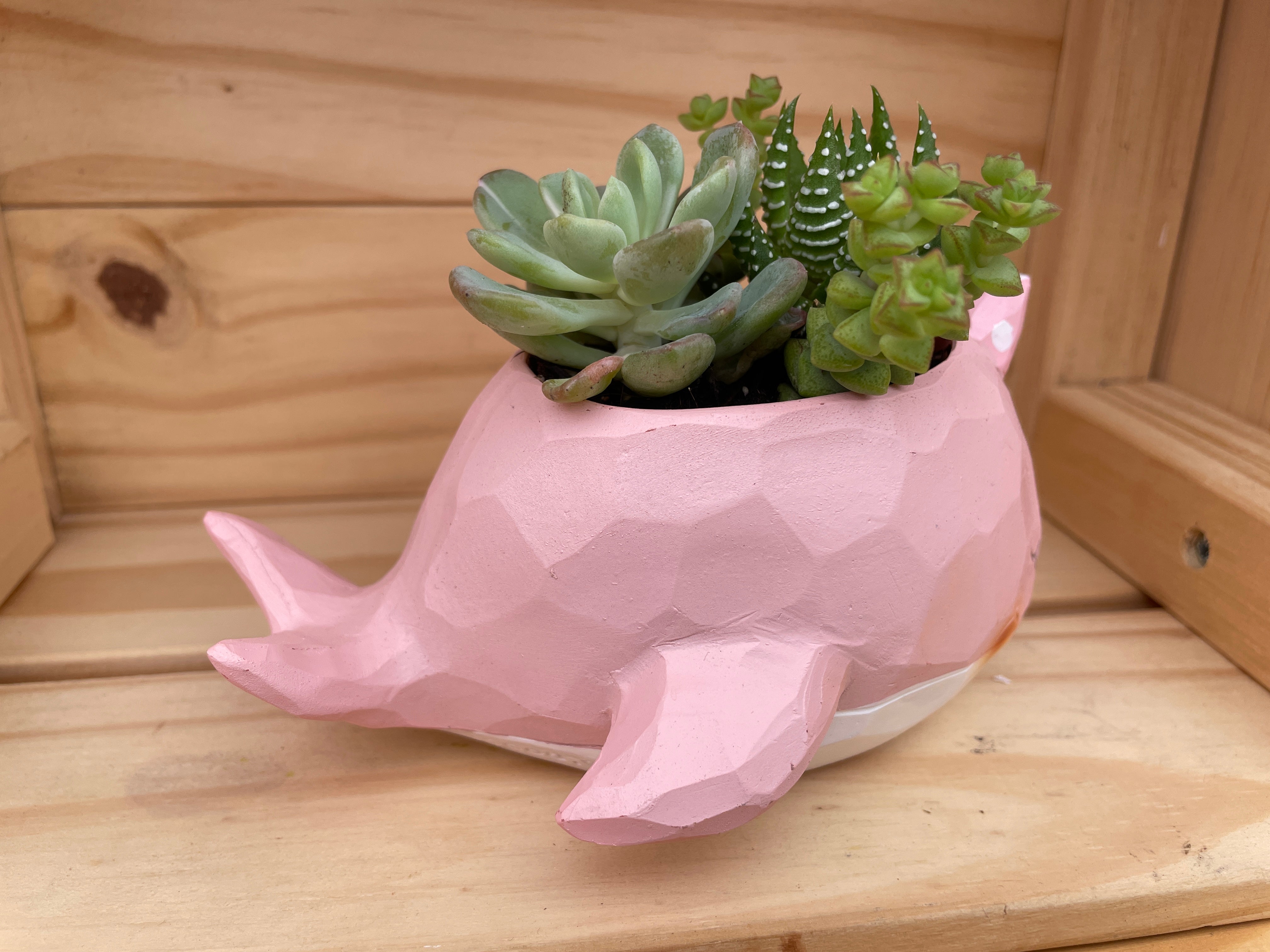 "Gentle Whale" with ASSORTED Succulents (Pink)