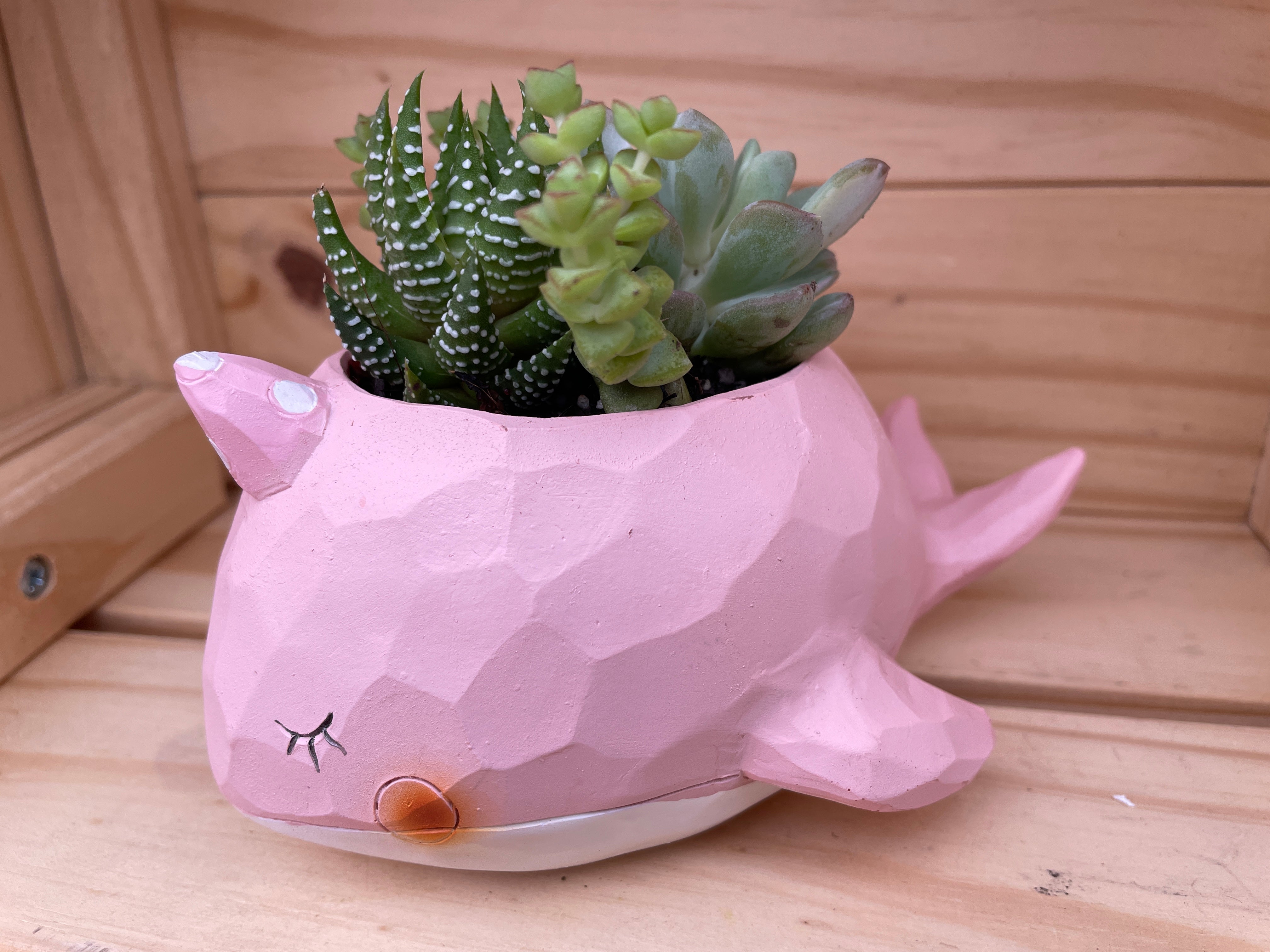 "Gentle Whale" with ASSORTED Succulents (Pink)