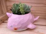 "Gentle Whale" with ASSORTED Succulents (Pink)