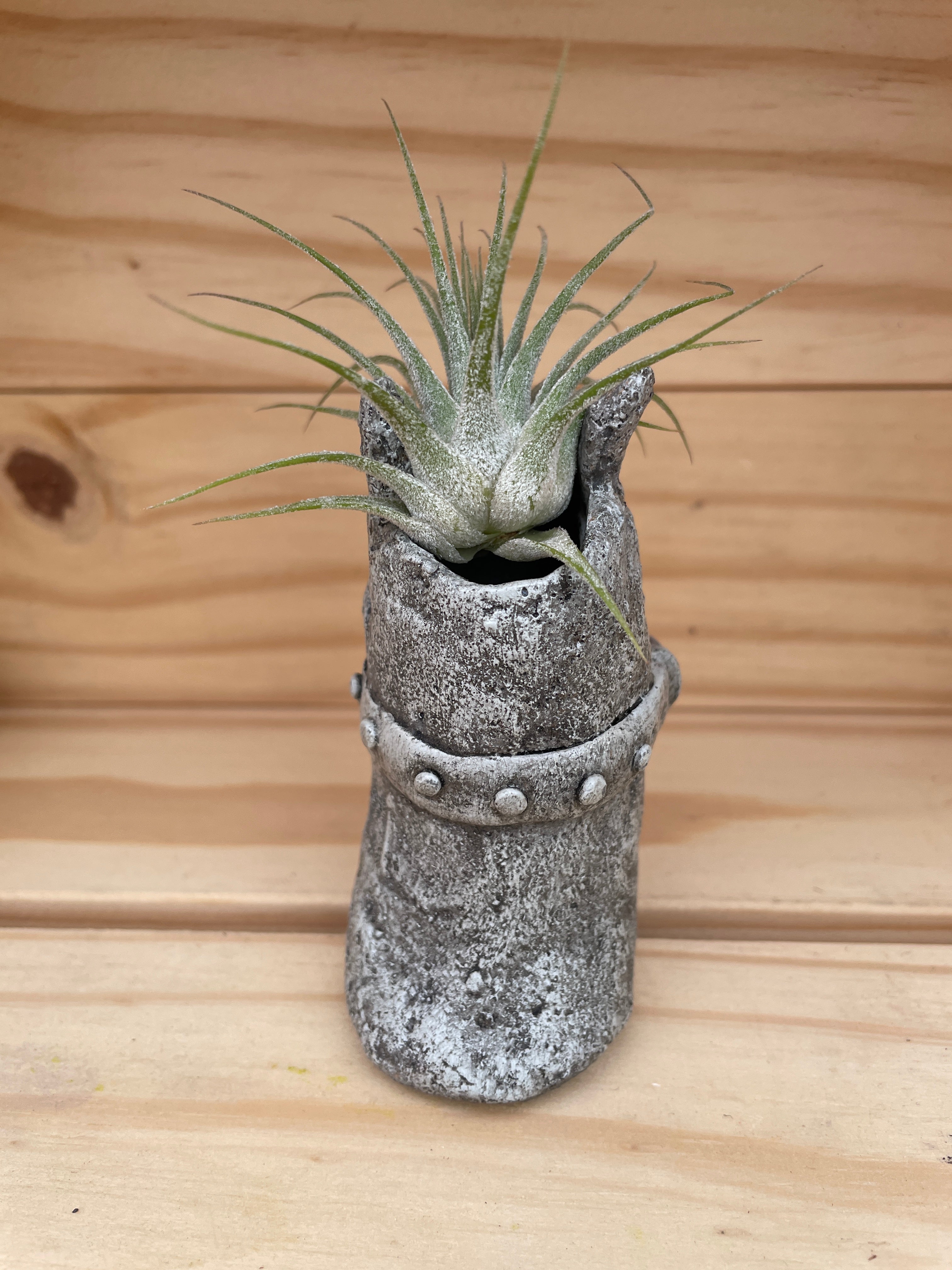 Cutie Monster - "Good Hair Day" with ASSORTED Airplant