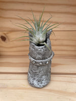 Cutie Monster - "Good Hair Day" with ASSORTED Airplant