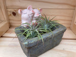 "Mr. and Mrs. Piggy" Set 1 with ASSORTED Airplants