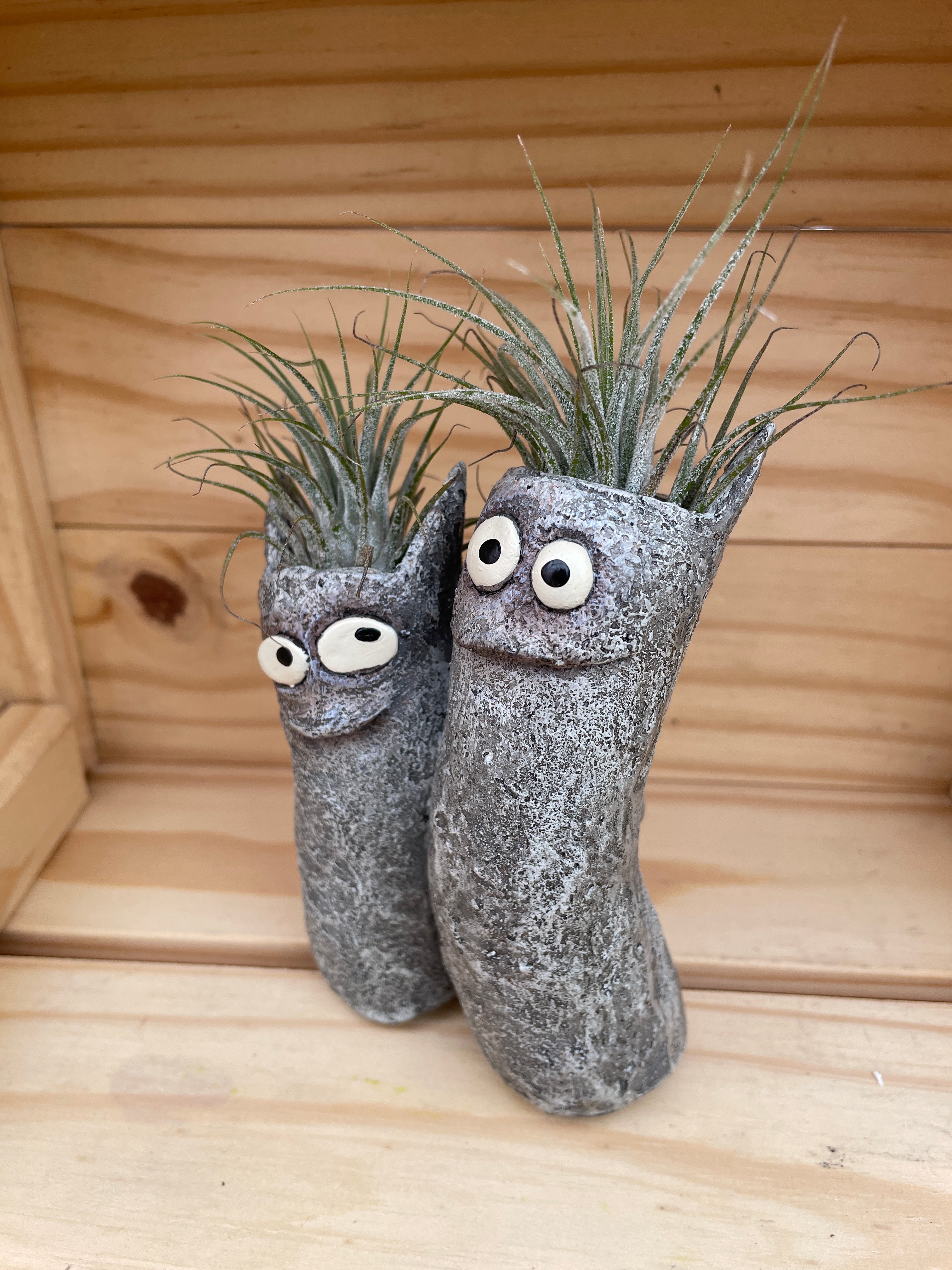 Mr. and Mrs. Cat with ASSORTED Airplants