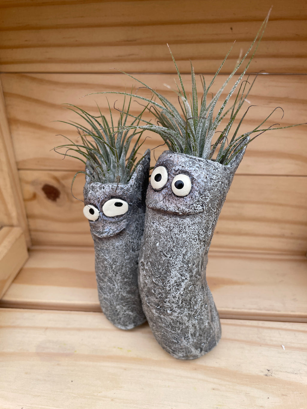 Mr. and Mrs. Cat with ASSORTED Airplants