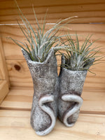 Mr. and Mrs. Cat with ASSORTED Airplants