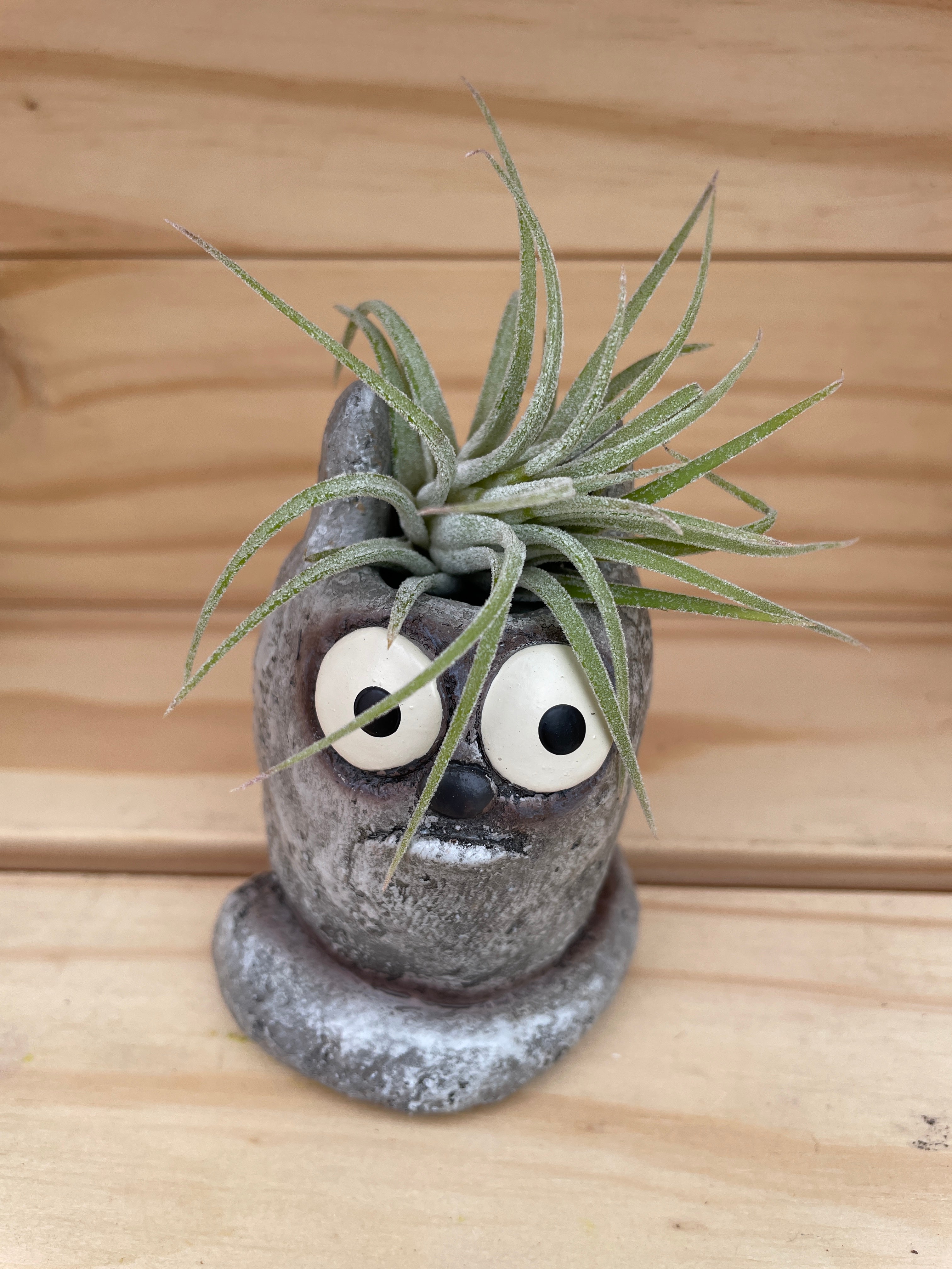 Cutie Cat with ASSORTED Airplant