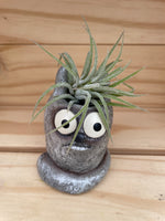 Cutie Cat with ASSORTED Airplant