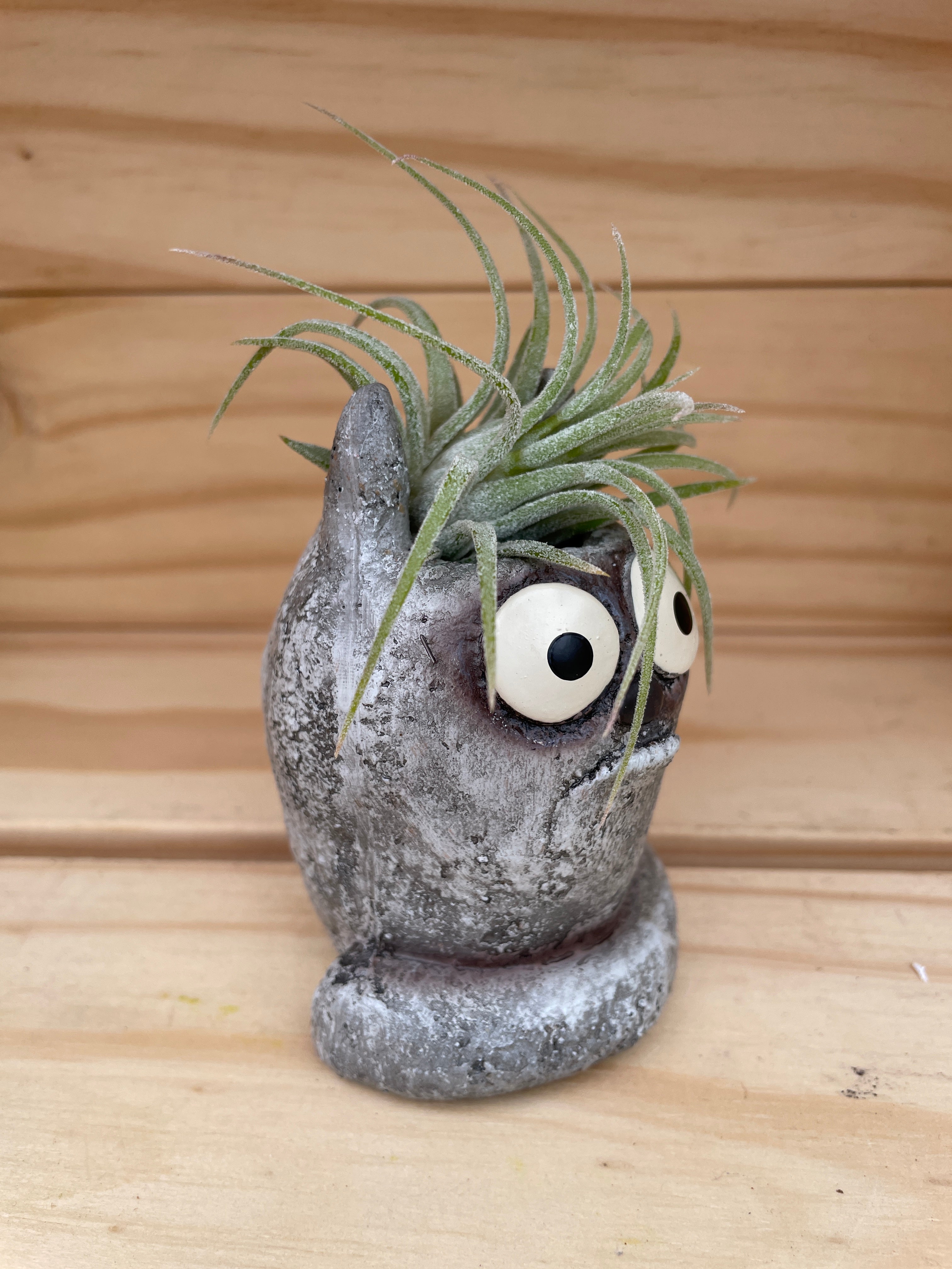 Cutie Cat with ASSORTED Airplant