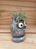 Cutie Cat with ASSORTED Airplant