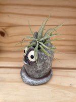 Cutie Cat with ASSORTED Airplant