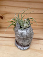 Cutie Cat with ASSORTED Airplant