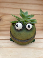 Curious Froggie with ASSORTED Succulent