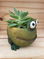 Curious Froggie with ASSORTED Succulent