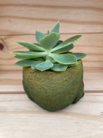 Curious Froggie with ASSORTED Succulent