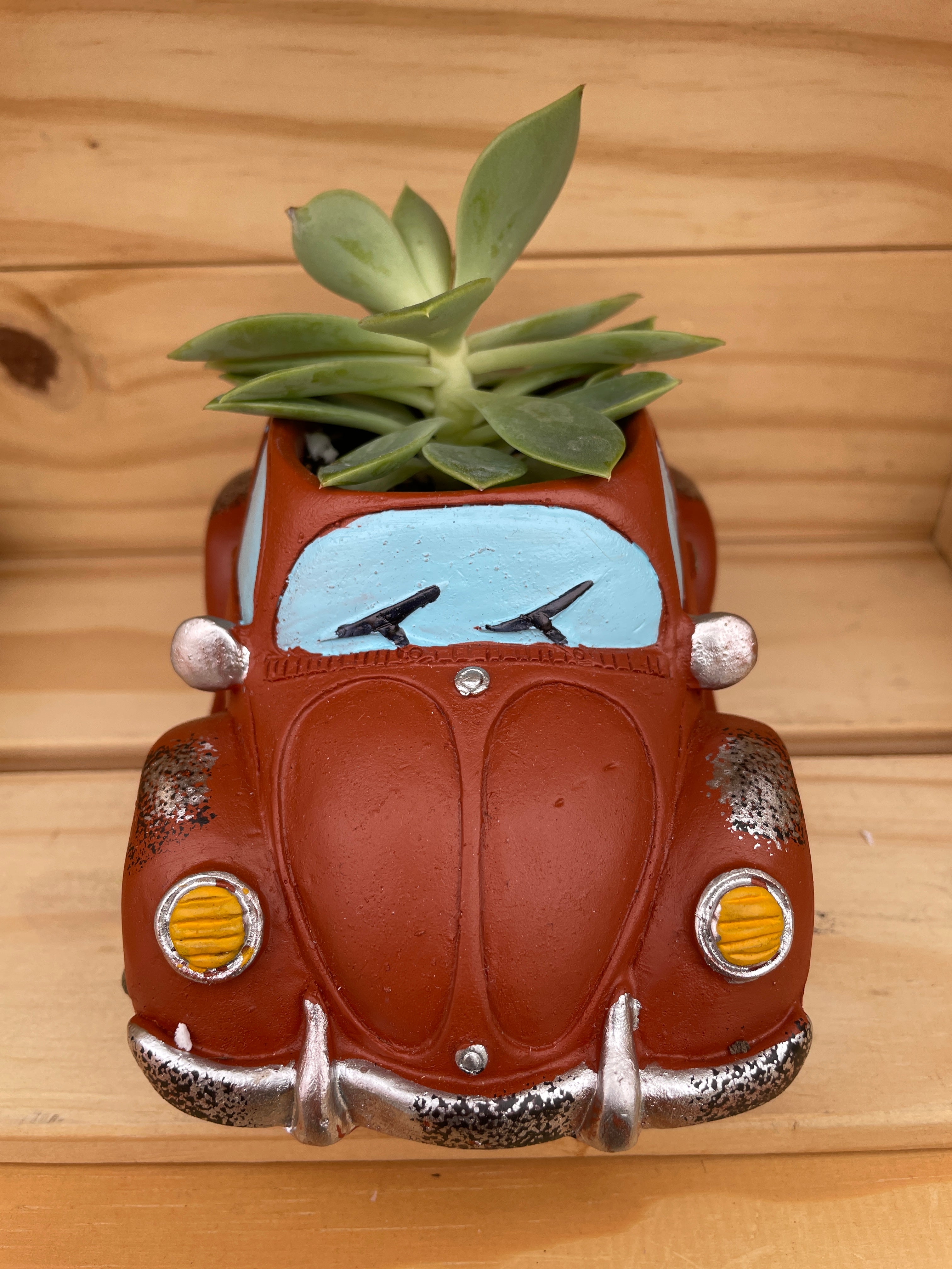 "Red Beetle" with ASSORTED Succulents