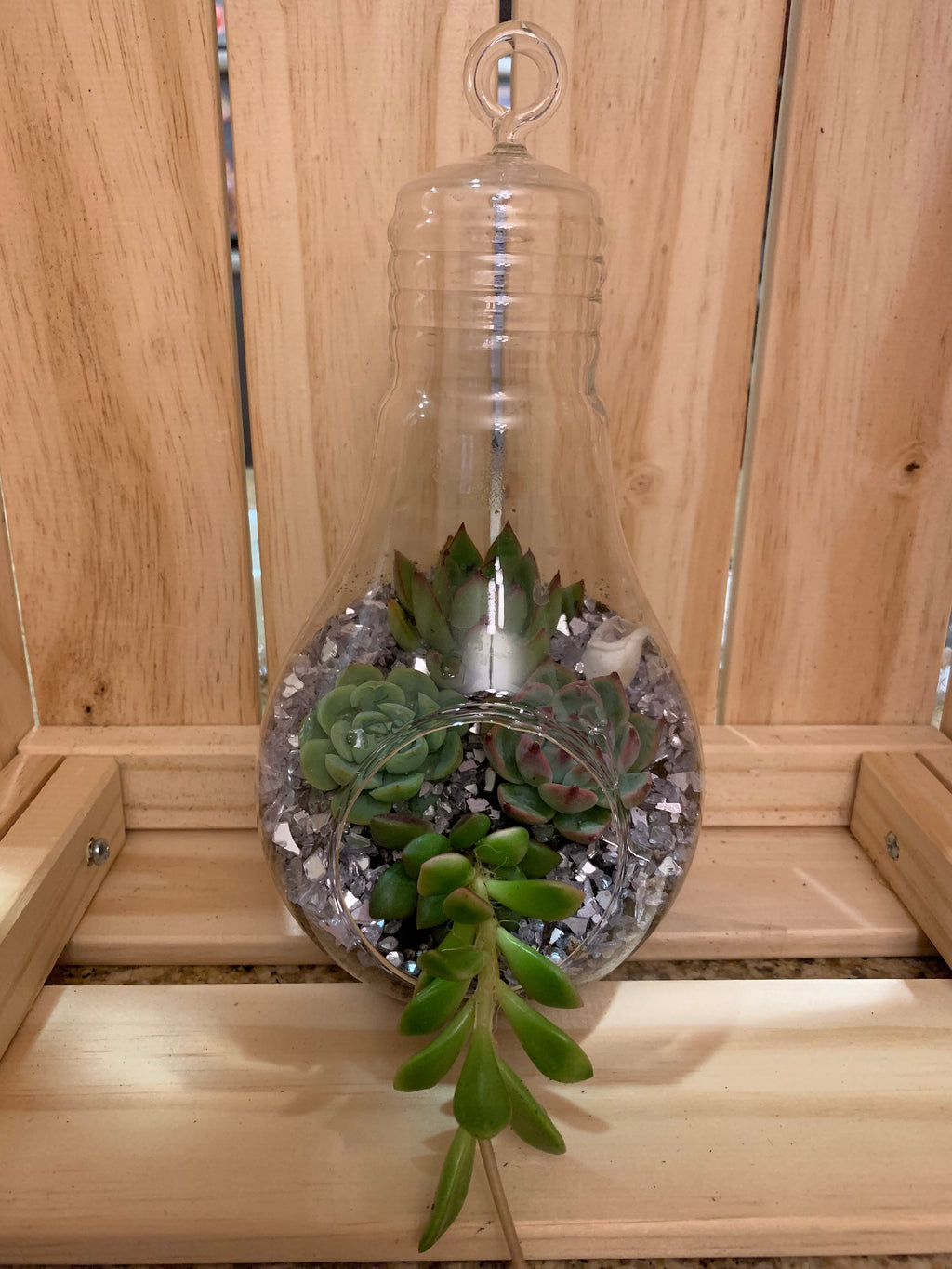 Light Bulb Terrariums