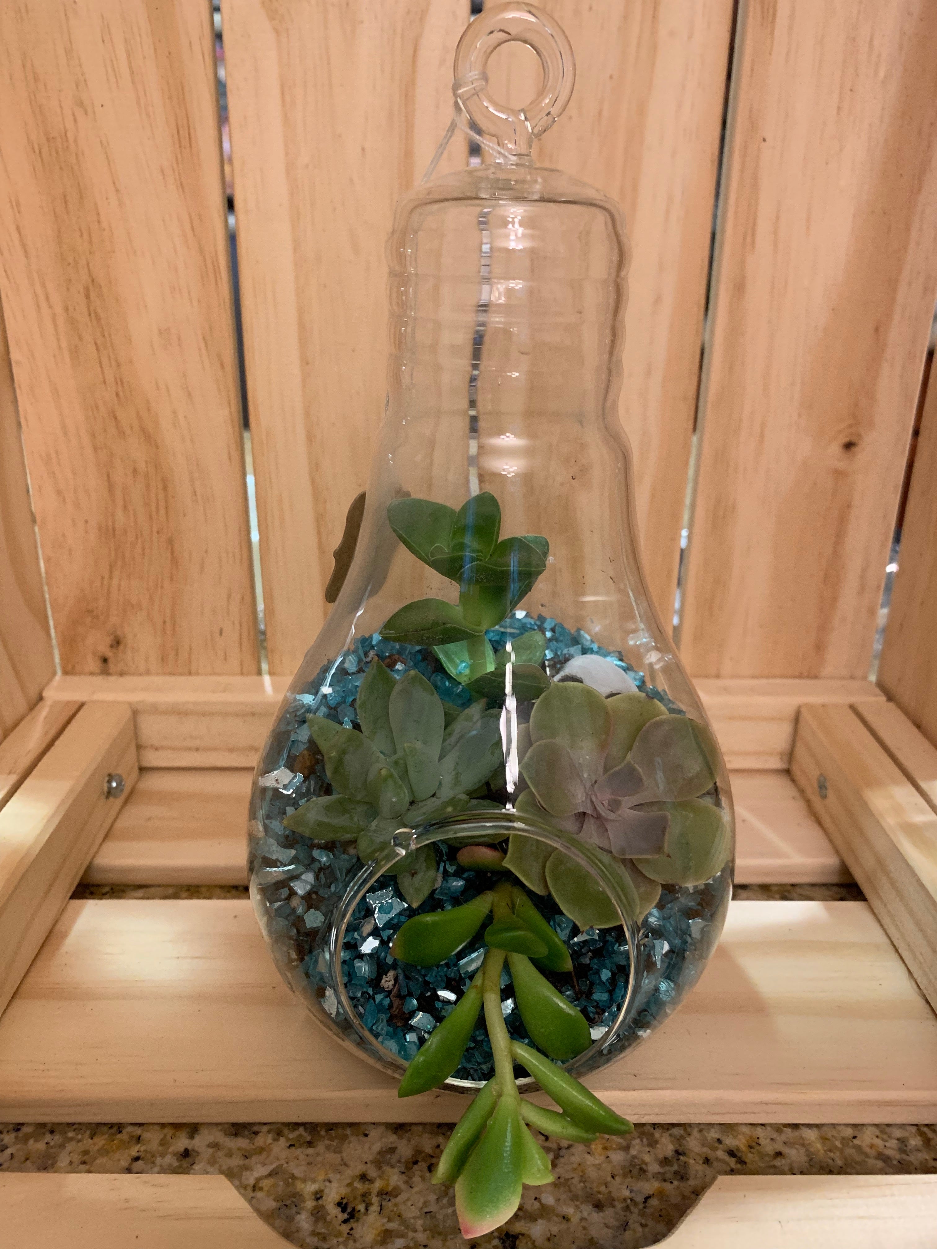 Light Bulb Terrariums