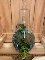 Light Bulb Terrariums