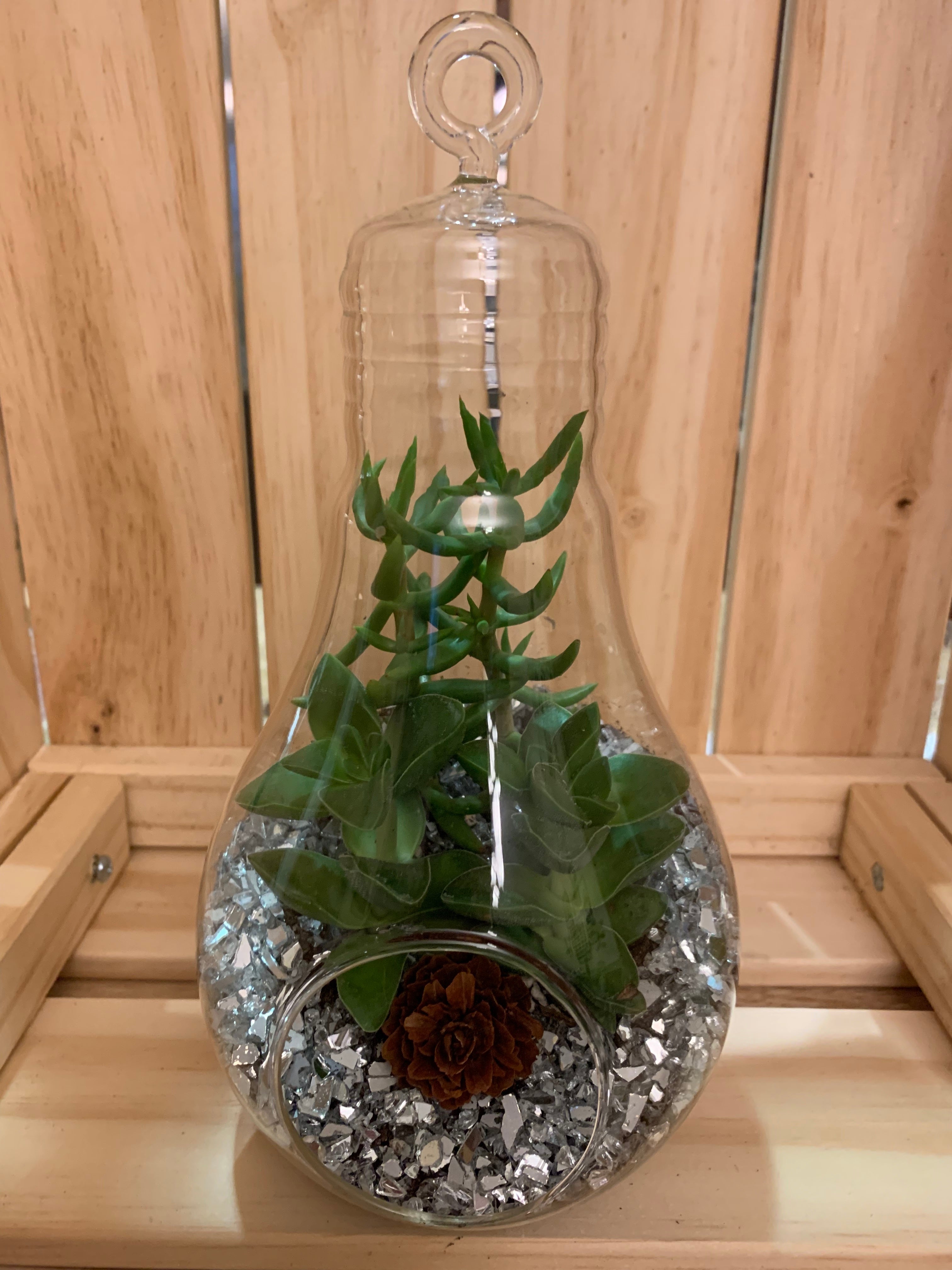 Light Bulb Terrariums