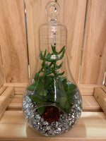 Light Bulb Terrariums
