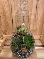 Light Bulb Terrariums