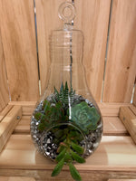 Light Bulb Terrariums