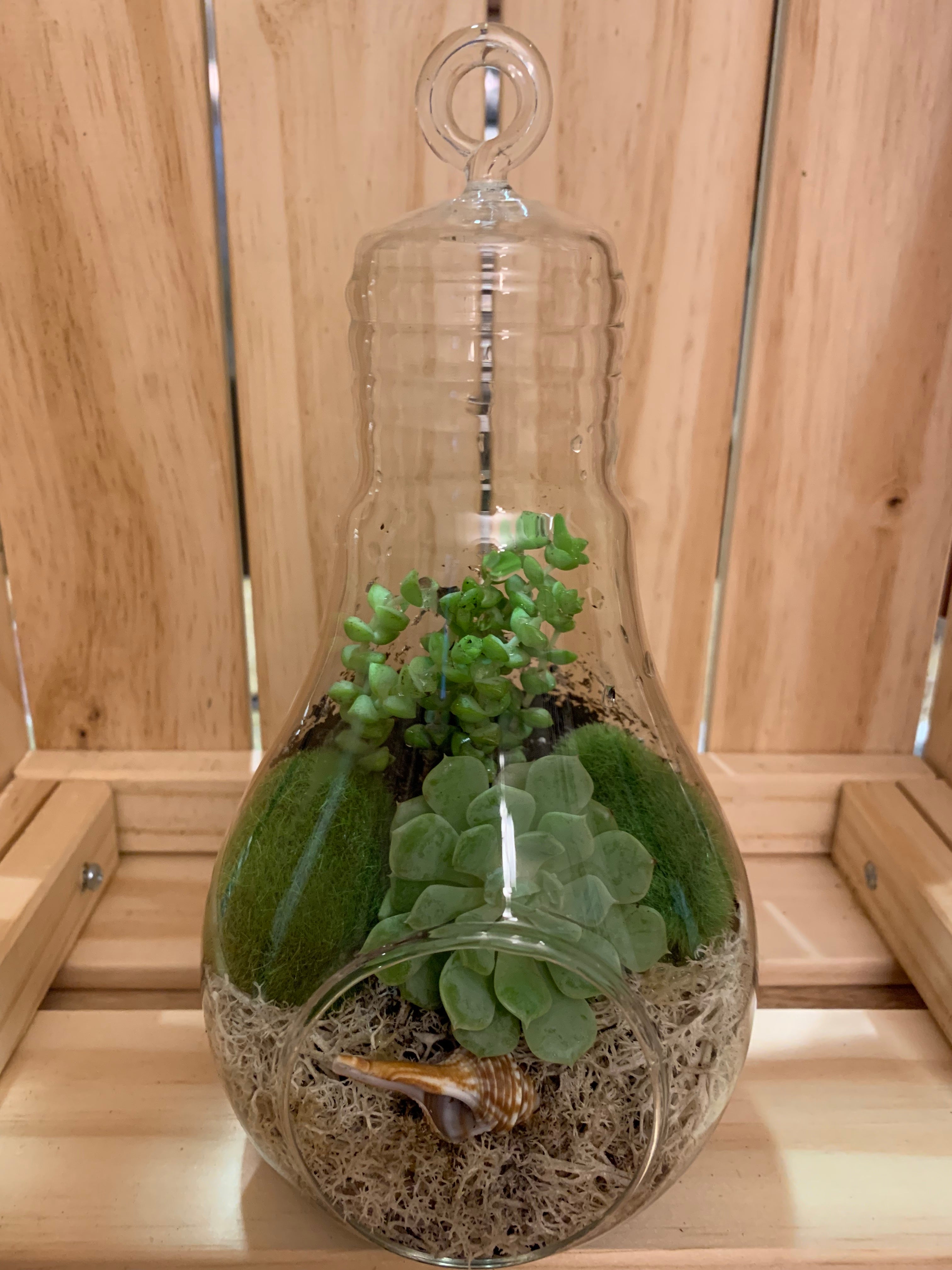 Light Bulb Terrariums