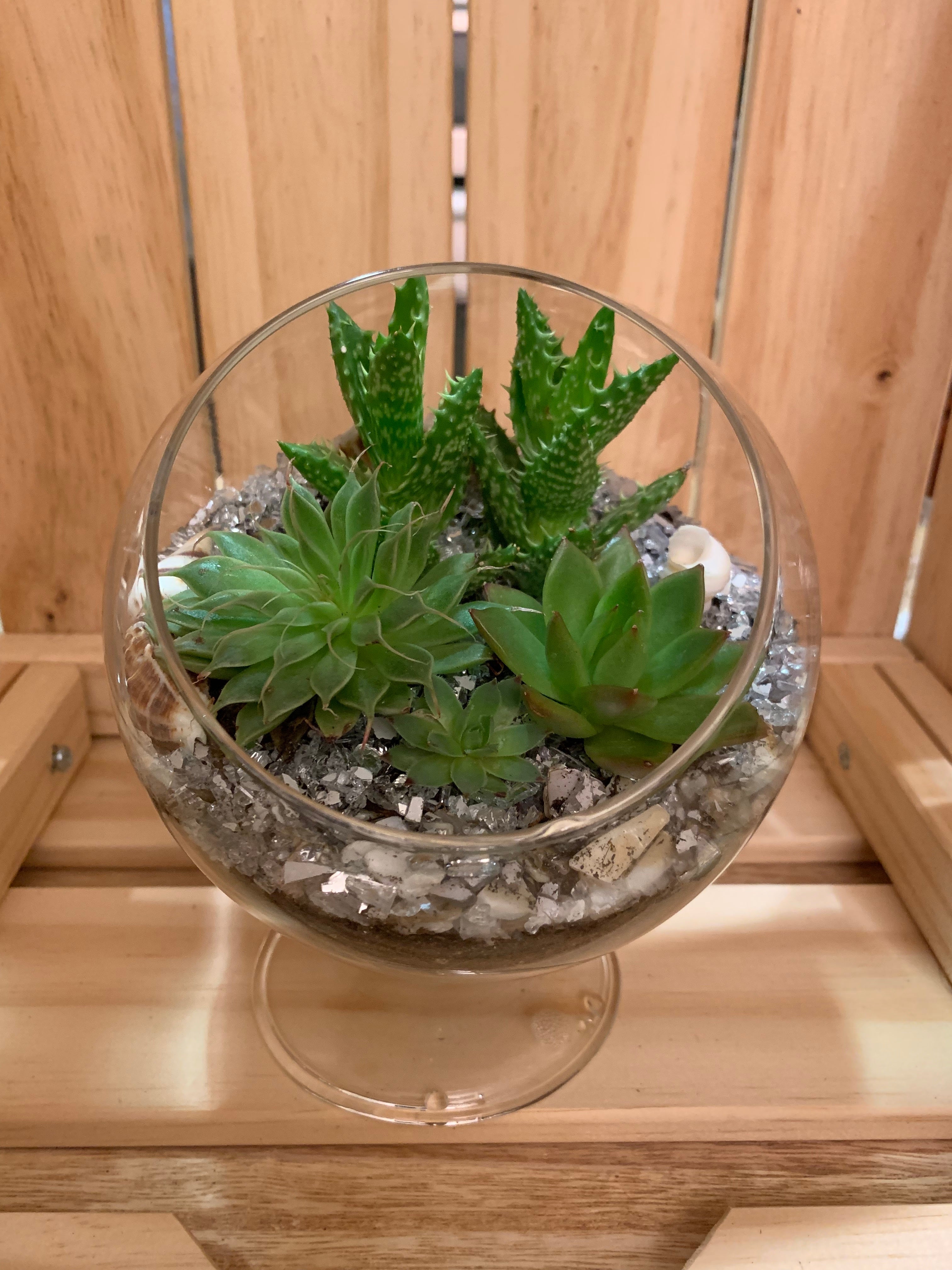 Plant Terrariums