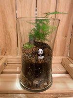 Plant Terrariums