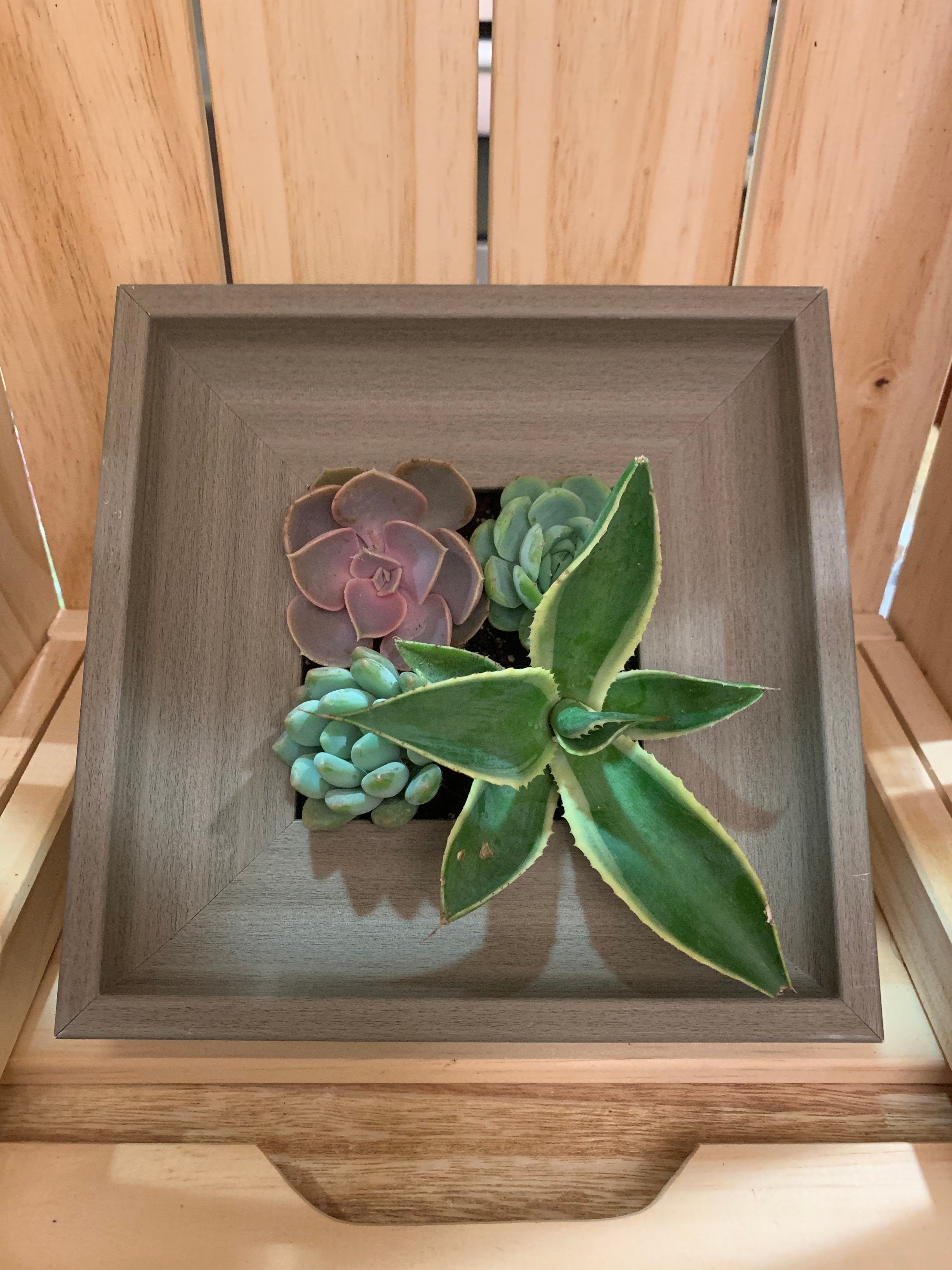 Photo Frame Succulents