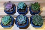 2" Assorted Succulents /w Small Bonsai pot - Set of 6 (A)