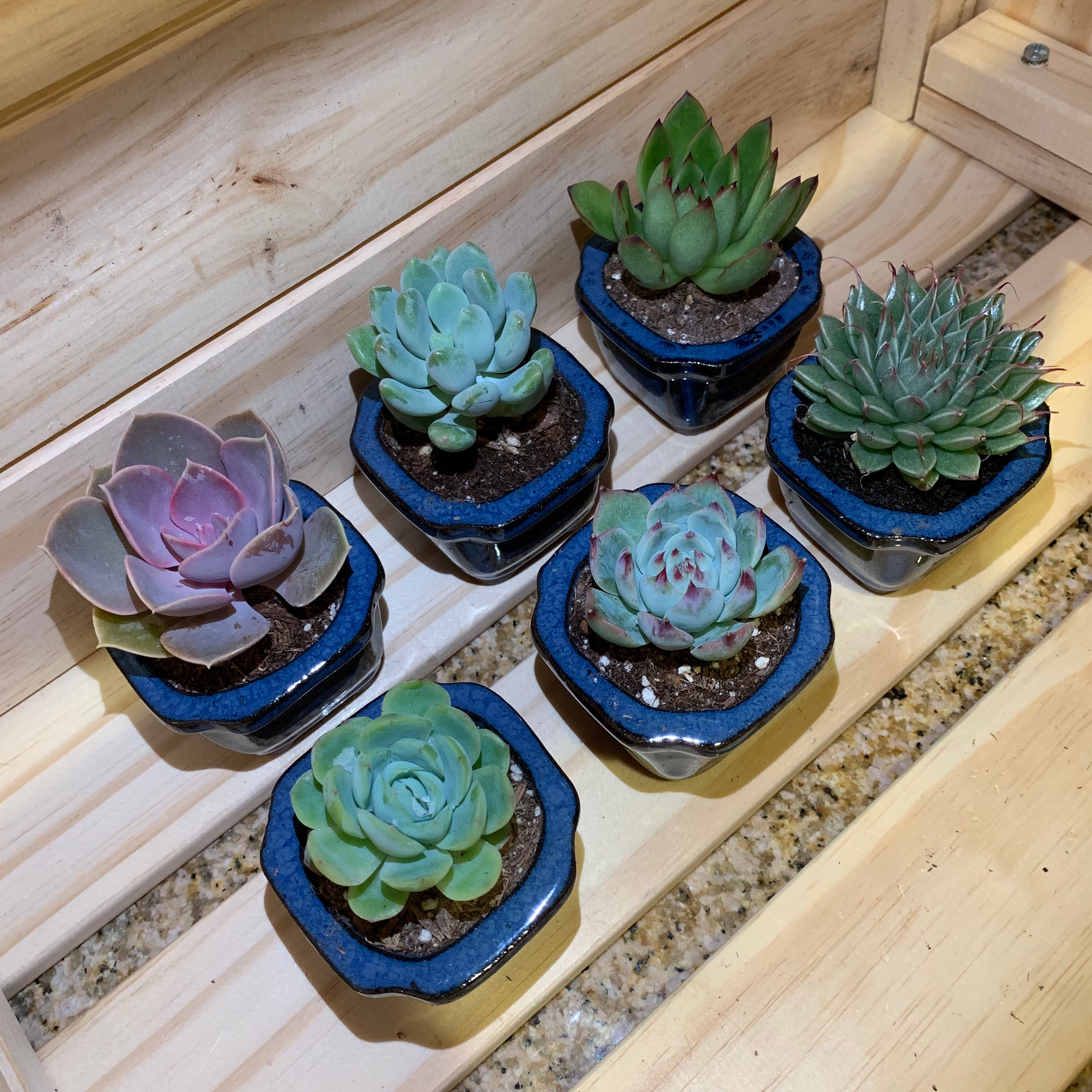 2" Assorted Succulents /w Small Bonsai pot - Set of 6 (A)