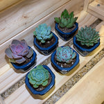 2" Assorted Succulents /w Small Bonsai pot - Set of 6 (A)