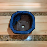 2" Assorted Succulents /w Small Bonsai pot - Set of 6 (B)