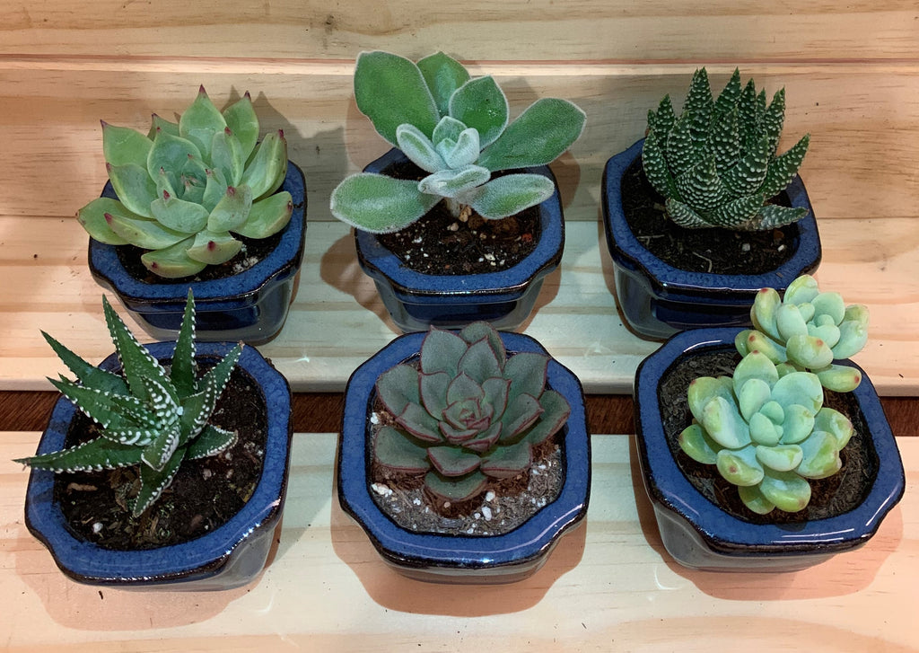 2" Assorted Succulents /w Small Bonsai pot - Set of 6 (B)
