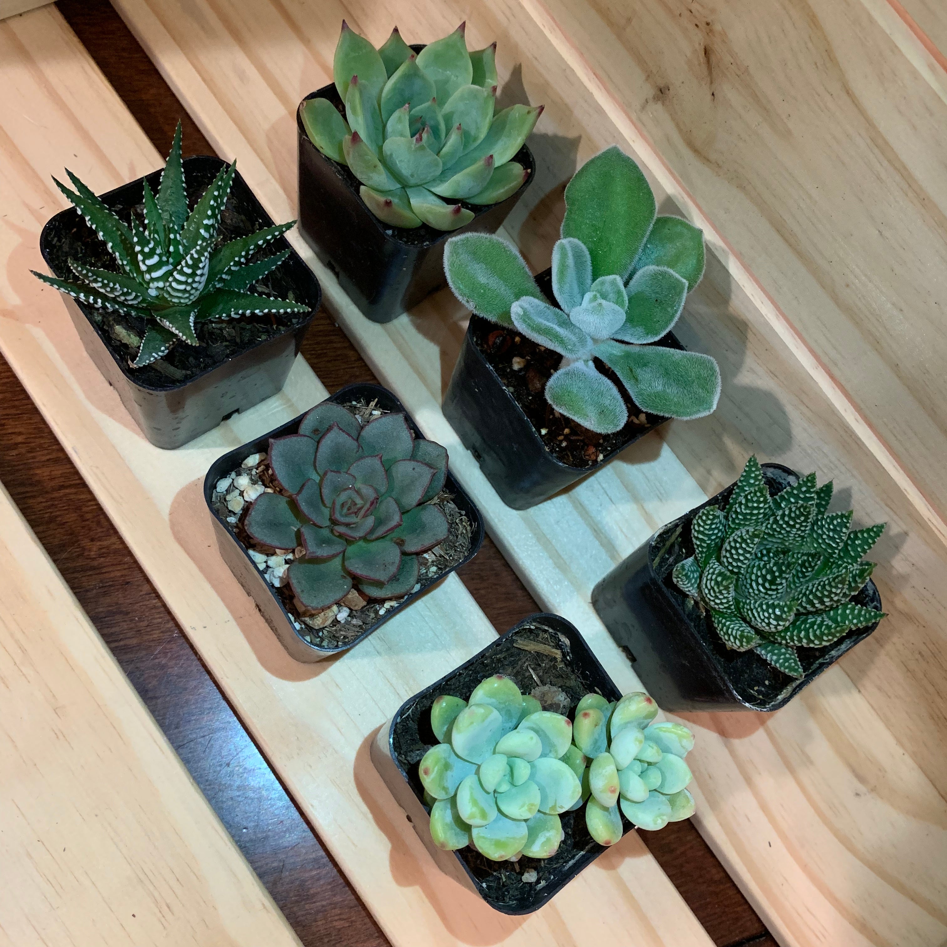 2" Assorted Succulents /w Plastic Pot - Set of 6 (B)