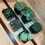 2" Assorted Succulents /w Plastic Pot - Set of 6 (B)