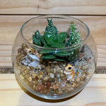 Plant Terrariums