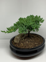 The BONSAI
