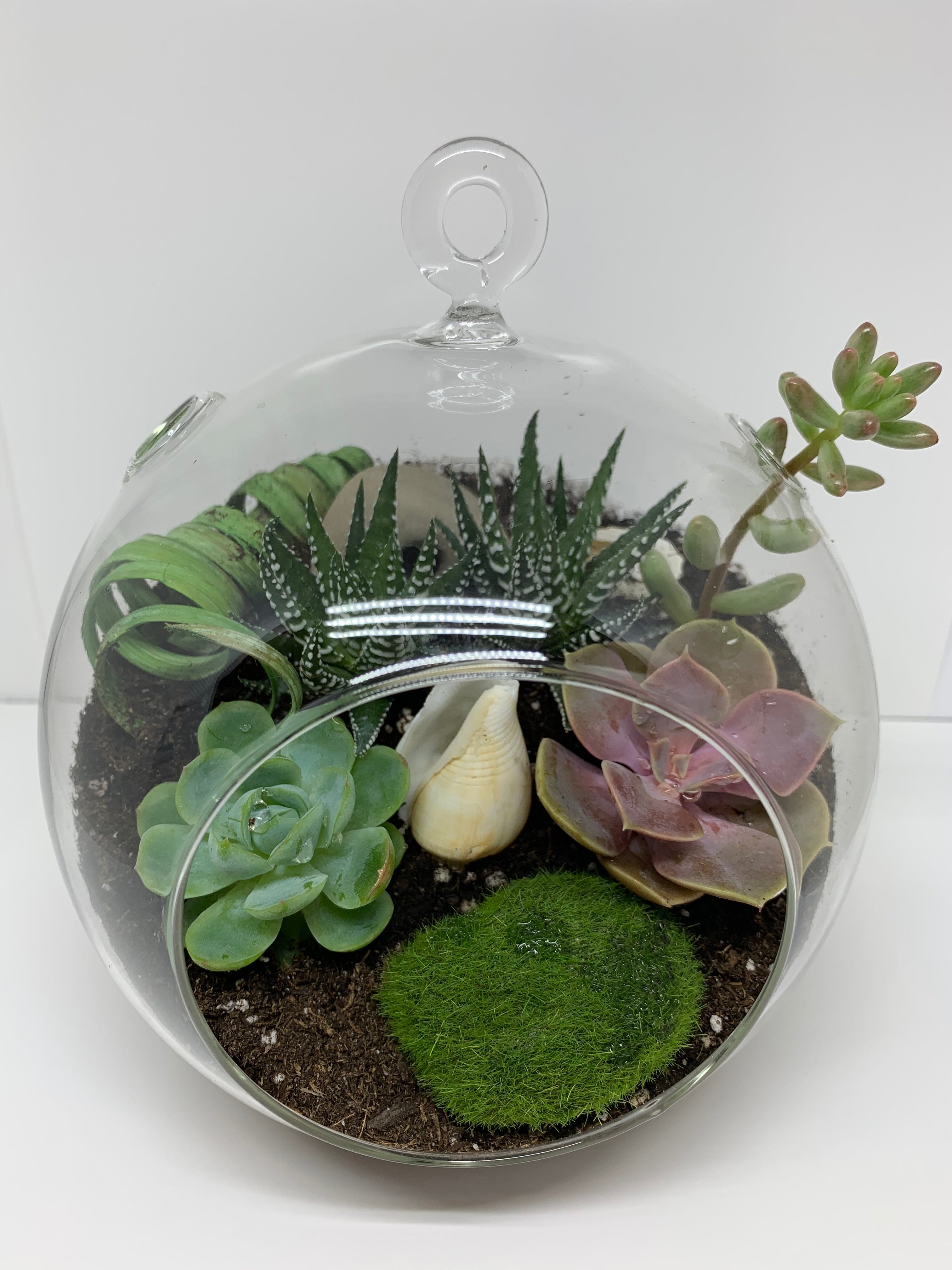 Plant Terrariums