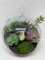Plant Terrariums